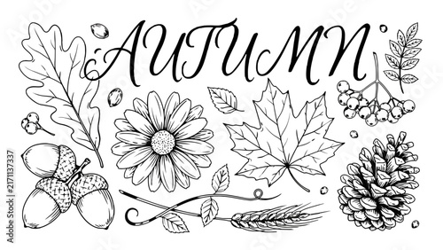 A detailed floral ornament featuring autumn leaves acorns and berries is rendered in a black line style fall