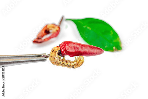 Helicoverpa armigera caterpillar on red chili pepper isolated on white background. Macro shot
