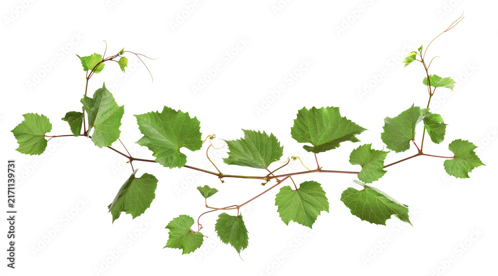 Fototapeta premium Grapevine with green leaves on transparent background