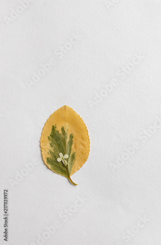 Little white flower on leaf with copy space