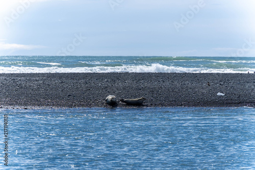Foto A seal rests on a black gravel bank beside the bright glacial water of the Jokulsarlon outflow, Iceland