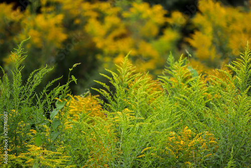 Canvastavla thick clumps of flowering goldenrod with bright green leaves and yellow inflores