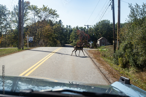 Country main road with a deer crossing, fading into the horizon distance on a blue sky day, Maine