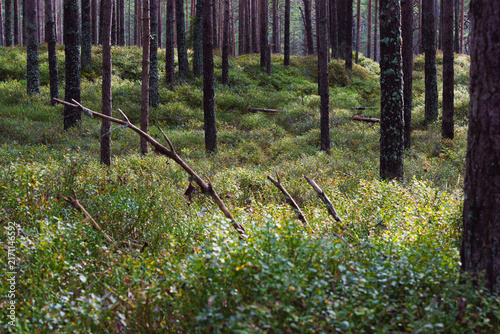 Horizontal View of a Pine Forest with a Dense Carpet of Green Undergrowth