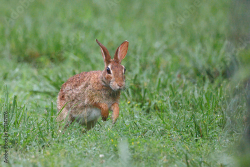 Bild auf Leinwand Brown rabbit bounds through lush green grass