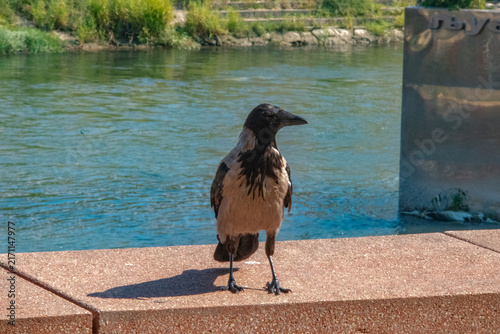 Fotografie Uccelli
