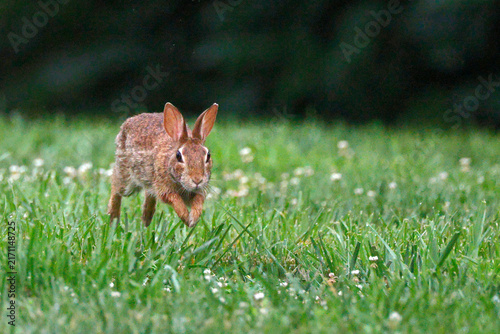 Young rabbit bounds across vibrant green grass. White dandelions dot the meadow softly. Blurred trees form a dark, natural backdrop. The creature appears alert and curious. This image captures a quiet