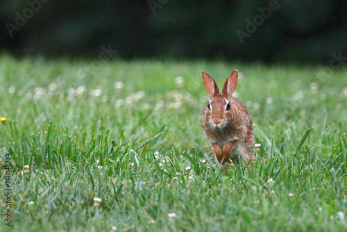 Brown rabbit stands alert in lush green grass. White daisies dot the meadow behind. Soft focus background emphasizes the animal. Squirrel-like ears perk upward as it faces camera