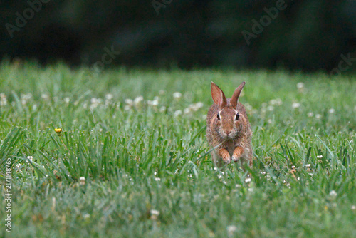 Brown rabbit stands in vibrant green grass. Small white flowers dot the lush lawn. It gazes forward, ears alert and eyes wide. Soft focus background frames the quiet moment
