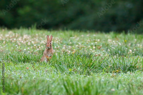 Brown hare stands alert in green meadow. Dandelions dot grassy field softly. Soft-focus trees form blurred background. Wilderness scene feels calm and natural. Ideal for nature, wildlife