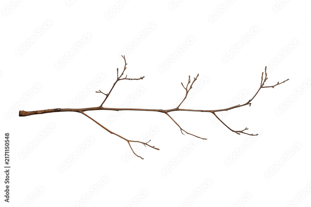 Obraz premium Long leafless brown tree twig with branching tips