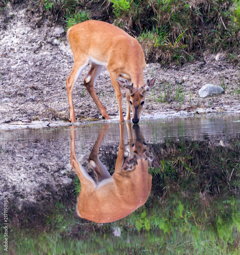 Quadro su tela Young buck enjoying a morning drink