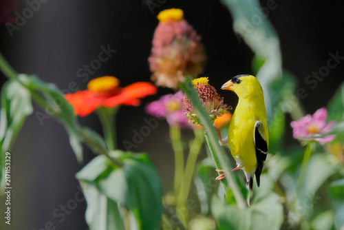 Bright yellow bird perches on a flower stem. Its black wings contrast with its vivid plumage. Red and pink blooms surround it in soft focus. Green leaves frame the scene with natural grace