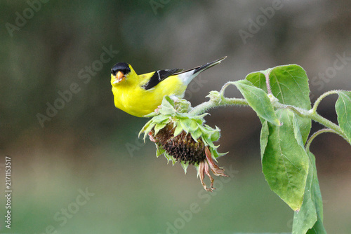 Golden finch perches atop a spent sunflower head. Bright yellow feathers contrast with black markings. Green leaves surround the bird's resting spot