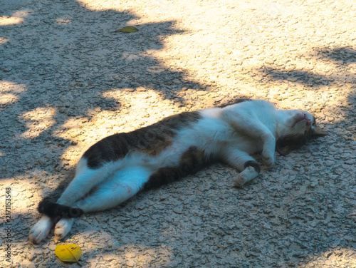 Foto 星砂の浜の猫