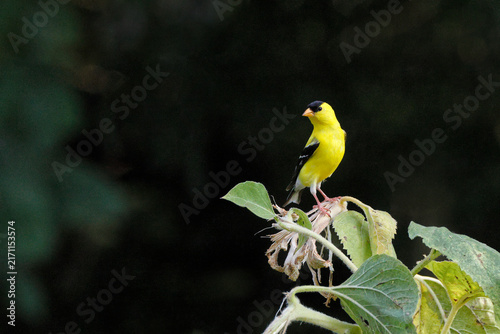 Vibrant yellow bird perches atop fading sunflower head. Dark background contrasts bright plumage and green leaves. Bird faces left, alert and poised. Natural setting evokes serenity