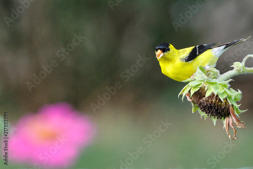 Bright yellow bird perches on sunflower head. Soft pink flower blooms in blurred background. Nature scene captures stillness and color contrast. Ideal for wildlife, gardening