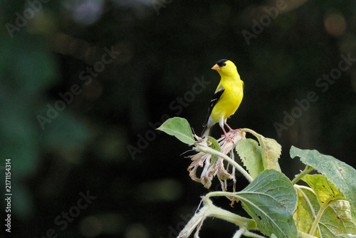 Bright yellow finch perches on plant stem. Soft focus background enhances bird's vivid color. Green leaves frame the bird's quiet pose. Tiny bird looks alert and curious. Ideal for nature, wildlife