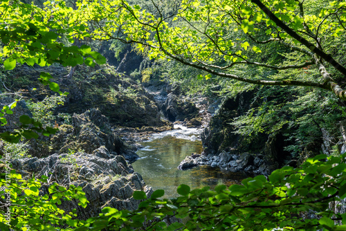 river in the forest