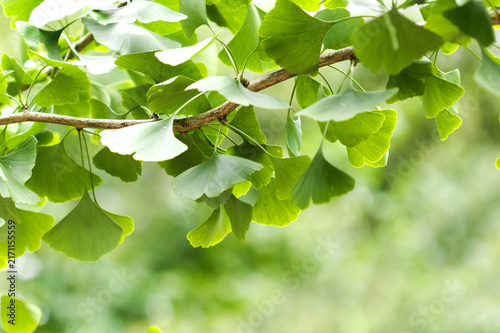 Obraz na płótnie Green Ginkgo Biloba Tree Branch and Leaves in Summer