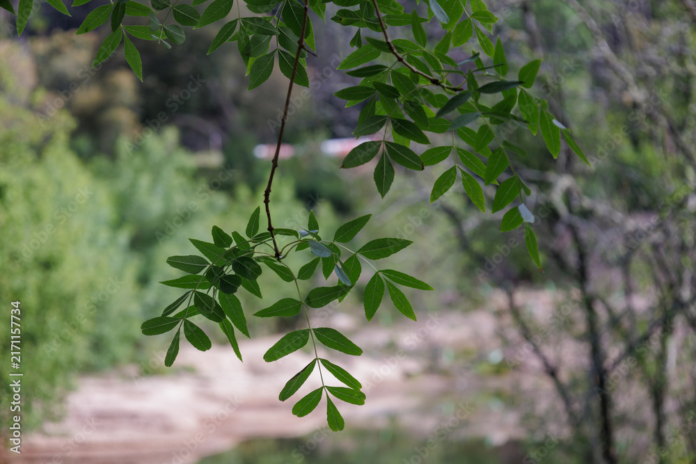 Naklejka premium Green leaves growing on branch with natural backdrop