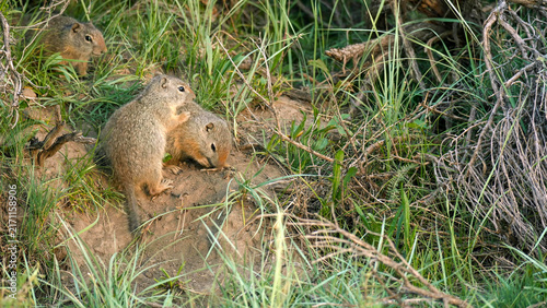 Fotografie Uinta Ground Squirrels socialising at burrow entrance, Lamar Valley