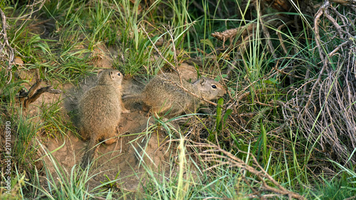 Fotografie Uinta Ground Squirrel pair foraging near burrow, Lamar Valley