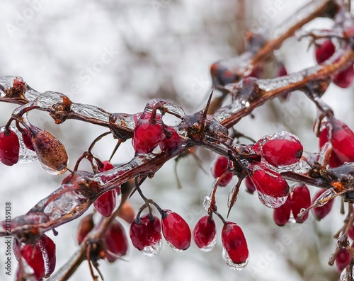 фотографія Close-up shot of frozen red barberry berries covered with ice glaze during winter freezing rain