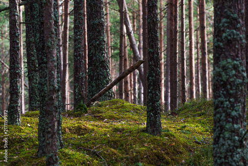 Horizontal View of a Pine Forest with Vibrant Green Moss and Lichen