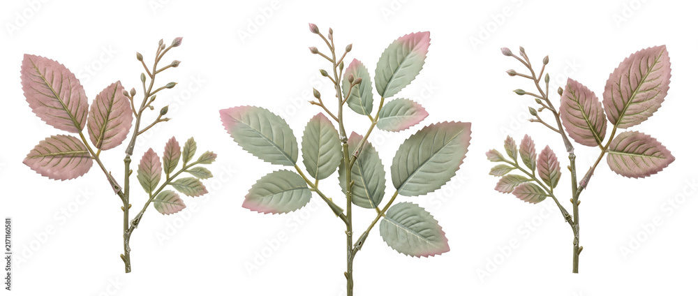Obraz premium Rose leaf sprig botanical set isolated on black background for elegant floral design, wedding invitations, decorative patterns, organic nature craft projects, and botanical graphic elements.