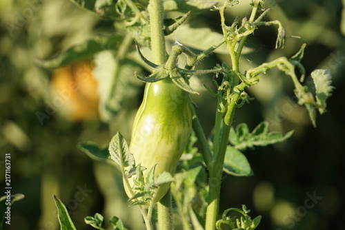Zdrowe pomidory z naturalnej uprawy ogrodowej w okresie zbiorów. Liczne soczyste owoce dojrzewają na krzewach wśród zielonych liści.