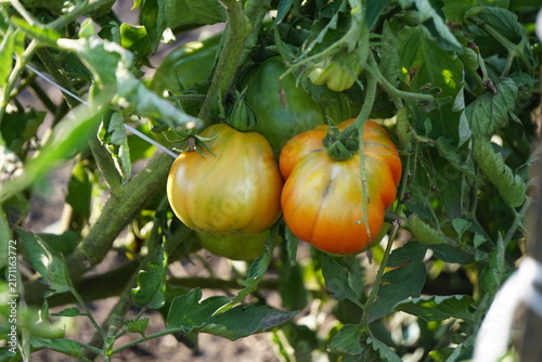 Ekologiczne pomidory