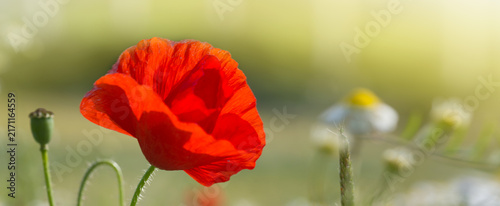 Single red poppy flower isolated on green.
