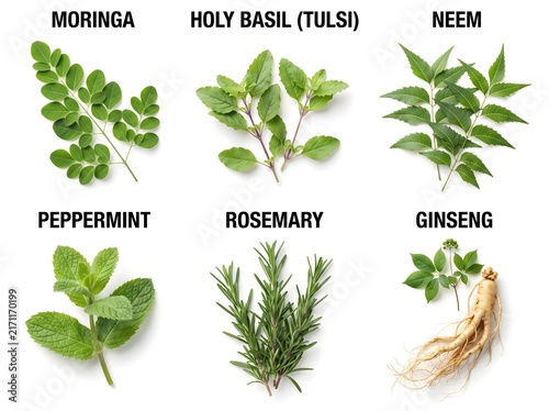 Fresh medicinal green leaves and ginseng root collection with clean minimalist labeling.
