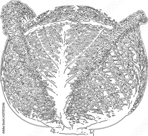 Black and white Savoy cabbage