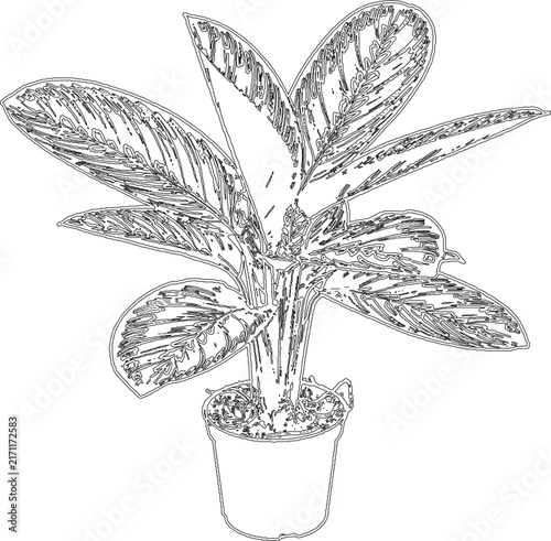 Decorative houseplant in a ceramic pot