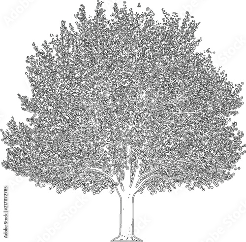 Detailed deciduous tree silhouette sketch