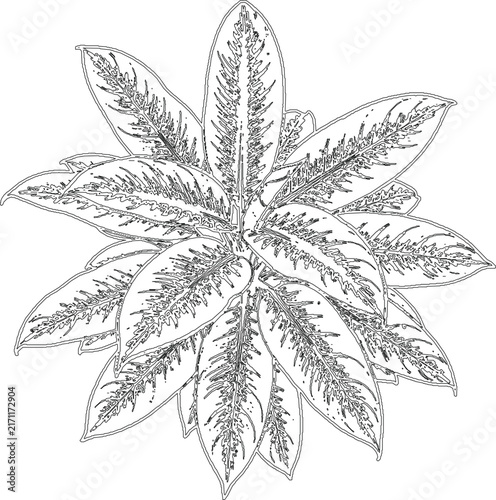 Detailed tropical houseplant line art