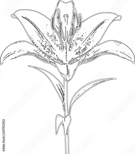 Elegant lily flower line art drawing