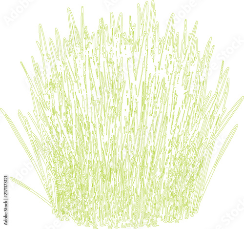 Fresh green grass tuft
