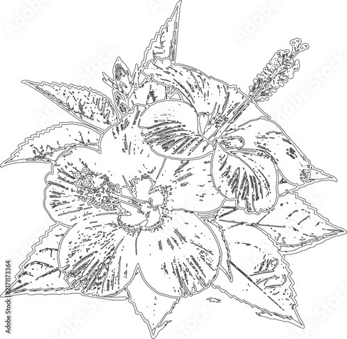 Hibiscus flower hand drawn sketch