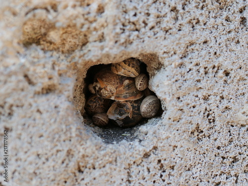 Fotografía Group of snails sheltering inside a hole in a stone wall