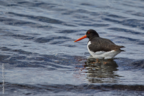 Obraz na plátně Eurasian oystercatcher wading in shallow rippled water