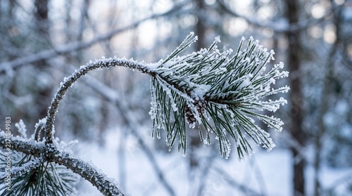 Frost-Kissed Pine Needle: A close-up shot of a pine branch covered in delicate frost, showcasing the intricate patterns of ice crystals against a softly blurred winter forest background.