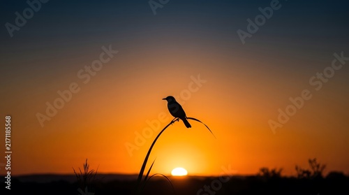 A small bird sits perched on a curved blade of grass against a vibrant sunset with resting slender plant