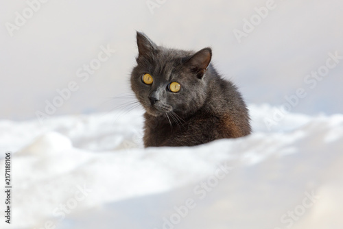 Konstfotografi Black cat with striking yellow eyes peers from snowy landscape