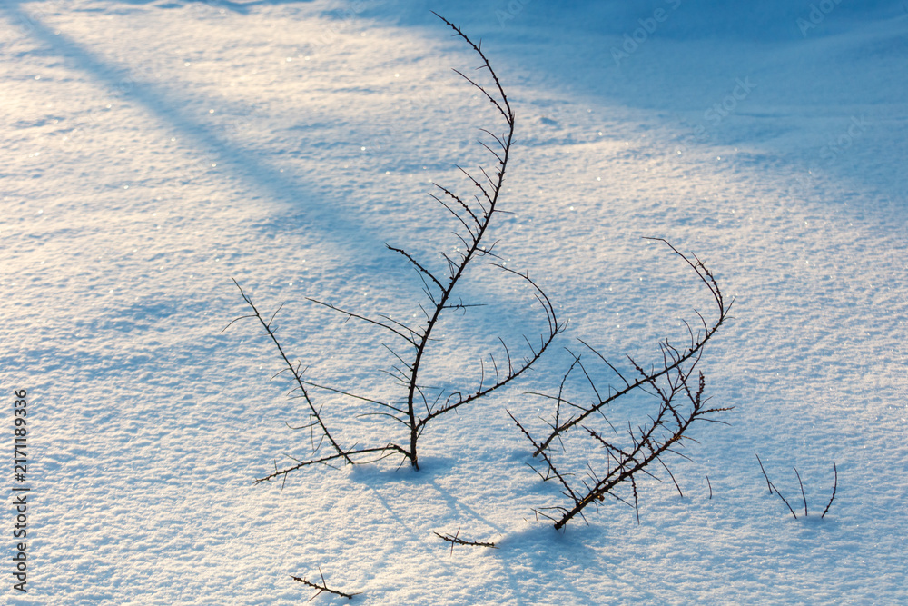 Naklejka premium Snow blankets the ground with soft, bright light. Twisted branches stand bare, frozen in winter's stillness.