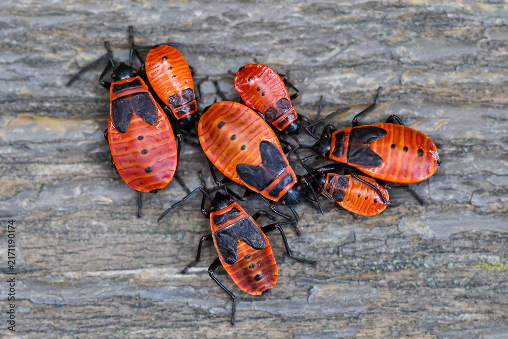 Naklejka premium Group of red-orange bugs with black markings on weathered wood