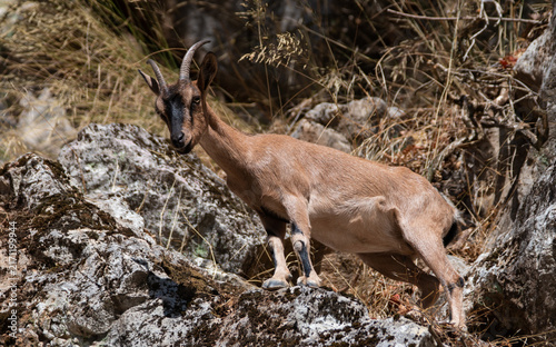 Female Cretan wild goat Kri-Kri standing on rocky mountain slope in Greece.