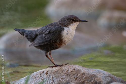  White-throated dipper Cinclus cinclus perched on rock in green river water Greece.